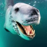 SealFossils's Avatar