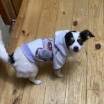 SparklingHaze's Avatar